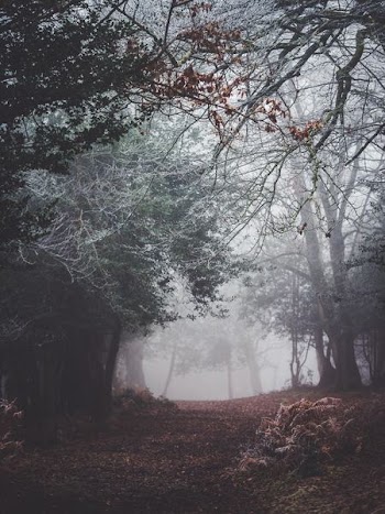 landscape photograpy forest with fogs