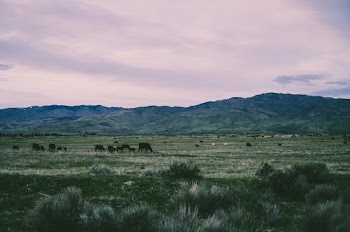 Landscape Photograpy of Grass Field