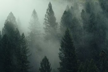 landscape shot of pine trees