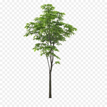 Landscape Tree - Landscape foreground tree 