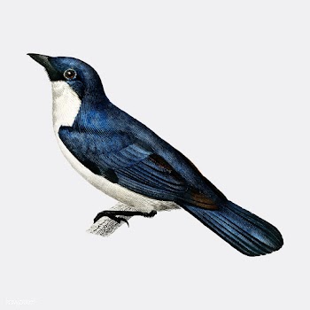 Lanius bicolor illustrated by Charles Dessali.. | Free stock vector - 467333