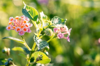 Lantana Flower