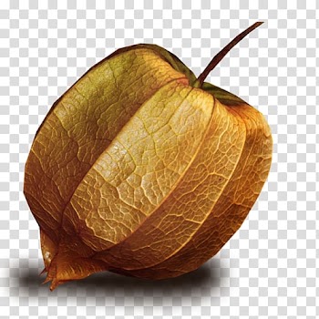 Lantern Peruvian groundcherry , others transparent background PNG clipart