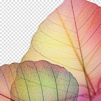 Laptop High-definition television Display resolution High-definition video , Autumn decorative elements veins transparent background PNG clipart