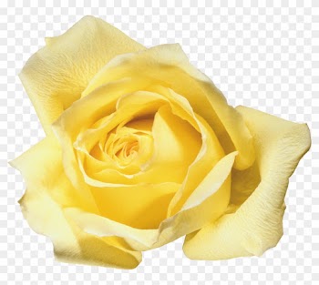 Фотографии В Альбоме «розы», Автор Lar - Rose