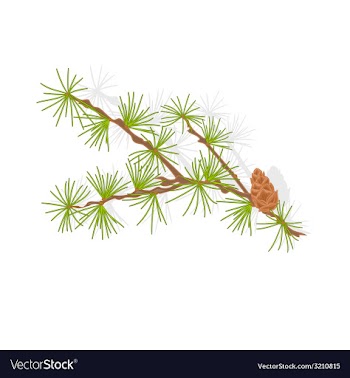 Larch tamarack branch christmas tree vector image