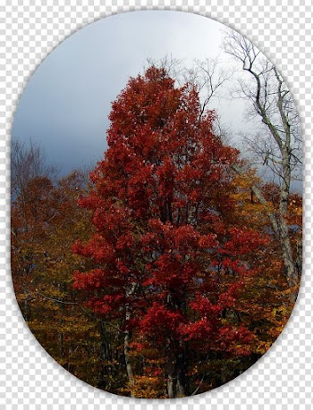 Larch Temperate broadleaf and mixed forest Autumn Biome Maple, autumn transparent background PNG clipart