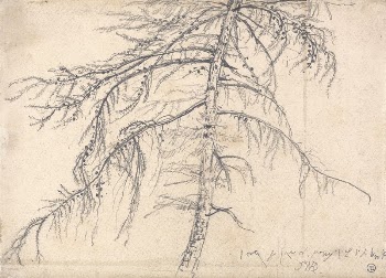 Larch Tree | Free Photo - rawpixel