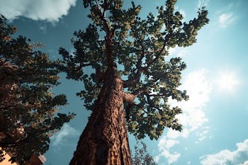 large brown tree under white clouds