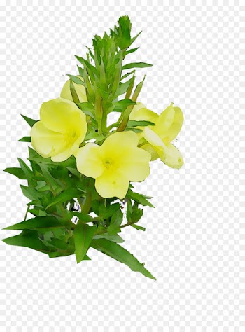 Large-flowered evening-primrose Floral design Cut flowers -  