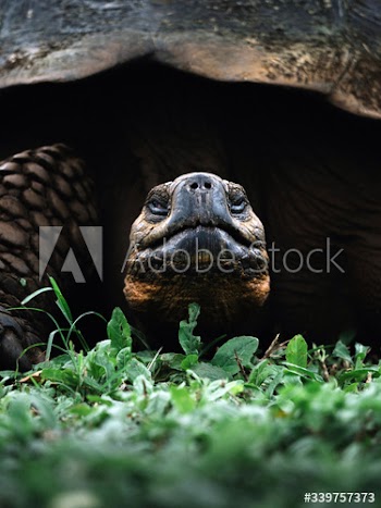 Large gal√°pagos tortoise