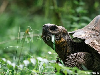 Large gal√°pagos tortoise