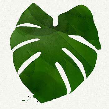 Large green textured Monstera leaf illustration | Free  transparent png - 2338032