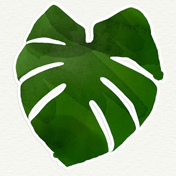 Large green textured Monstera leaf illustration | Free  transparent png - 2338037