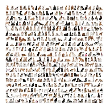 Large group of dog breeds in front of a white background
