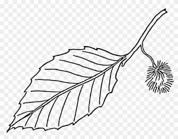 Large Leaf Template - Beech Leaf Outline