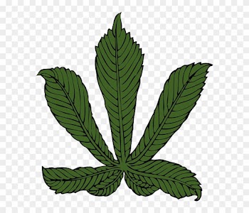 Large, Leaf, Tree, Horse, Plant, Medicine - Horse Chestnut Leaf Transparent
