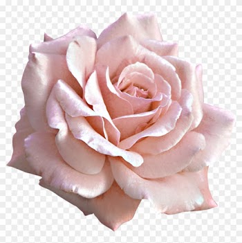 Large Light Pink Rose Png Clipart - Pink Roses Png
