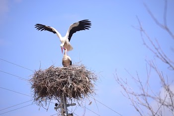 Large Nesting Birds