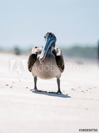 Large Pelican bird
