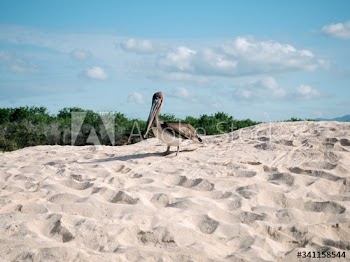 Large Pelican bird