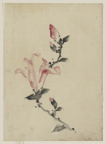 [Large pink blossom on a stem | Free Photo - rawpixel