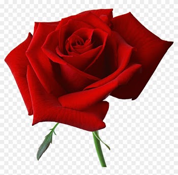 Large Red Rose Clipart - Red Roses Png
