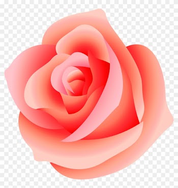 Large Rose Png Picture - Pink Rose Transparent Background