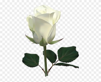 Large White Rose Png Clipart Picture - Rose Hd Photos Download