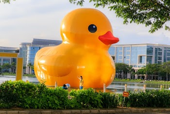 Large Yellow Duckling Floating on Pond
