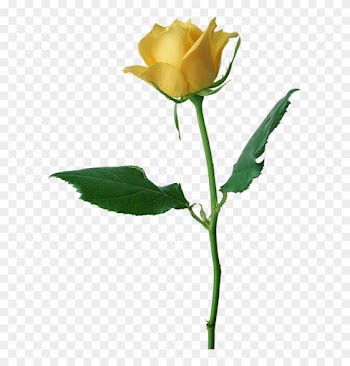 Large Yellow Rose Png Clipart - Rose