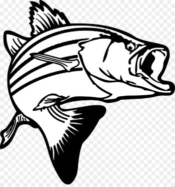 Largemouth bass Bass fishing Clip art - Salmon Cliparts 
