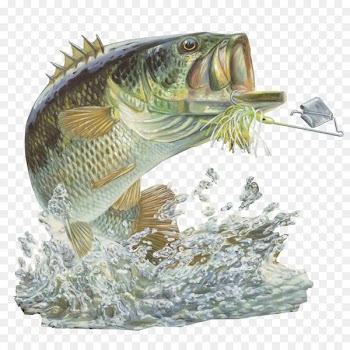 Largemouth bass Bass fishing Fishing Baits & Lures - Fishing 