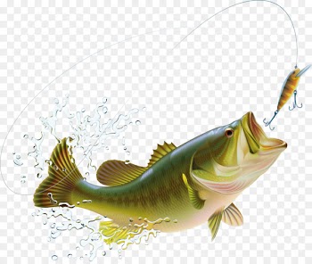 Largemouth bass Bass fishing Illustration - Cartoon vector fish splash and spray 