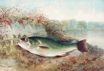 Largemouth Bass chromolithograph (1879) by Samuel Kilbourne. Original .. | Free public domain illustration - 2333161