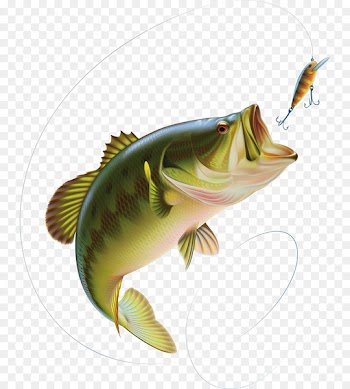 Largemouth bass Clip art - Bait fish 