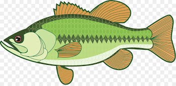 Largemouth bass Clip art - bass 