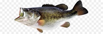 Largemouth bass Smallmouth bass Bass fishing - fish PNG image 