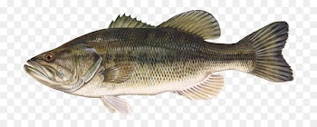 Largemouth bass Smallmouth bass Bass fishing Freshwater fish Black crappie - largemouth bass 