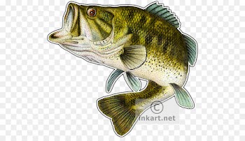 Largemouth bass Smallmouth bass Fish - bass 