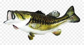Largemouth bass Taxidermy Bass fishing - Fishing 