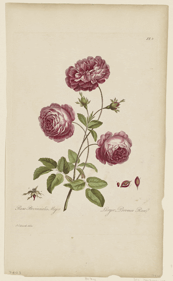 Larger Provence Rose (1770&ndash;1775)  | Free Photo - rawpixel