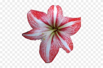 Largest Collection Of Free To Edit Belleza Al Natural - Lily
