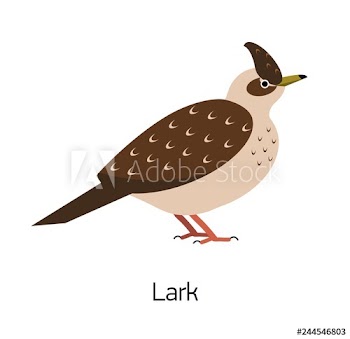 Lark isolated on white background