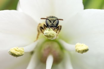 Lasioglossum sweat bee on Allium | Free Photo - rawpixel