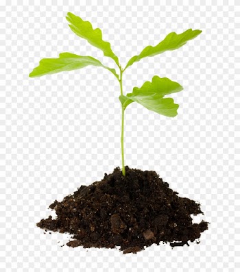 Last Chance For Spring 2013 Tree Planting - Tree Sapling Transparent