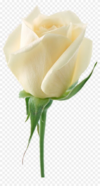 Latest White Roses Transparent Png Sticker White With - White Rose Png