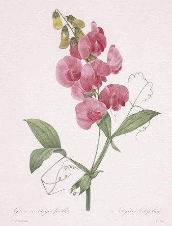 Lathyrus latifolius (Everlasting Pea). Original | Free Photo - rawpixel