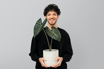 Latino plant parent holding potted alocasia | Free stock photo | High Resolution image