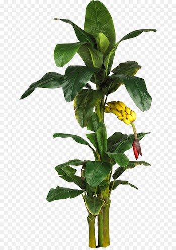 Latundan banana Tree Plant Leaf - banana leaves 
